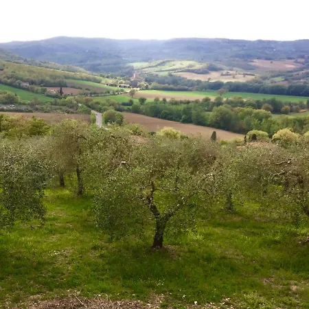 Verde Oliva *