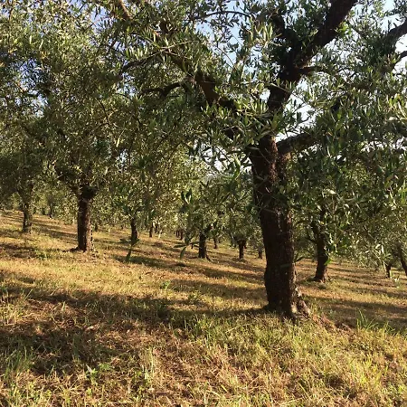 Verde Oliva